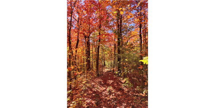 A vibrant trail in Tettegouche State Park, Minnesota during the autumn color change.